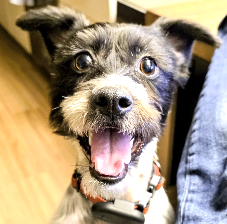 Pixel, my puppy, looking up at the camera with his mouth open
